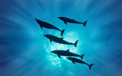 Download Animal Dolphin HD Wallpaper