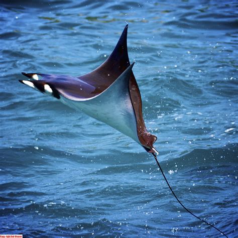 Flying Jumping Manta Ray fish ocean sea nature wildlife ra… | Flickr