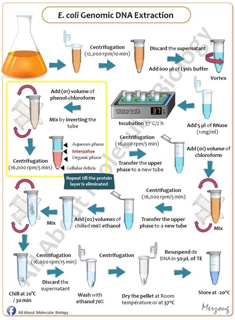 Pour plate method procedure uses dis advantages – Artofit