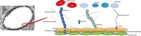 Frontiers | The Structure and Function of the Glycocalyx and Its Connection With Blood-Brain Barrier