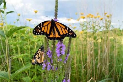 Years of monarch butterfly research shows how adding habitat will help ...