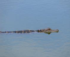 45 Lowcountry Wildlife ideas | wildlife, low country, island