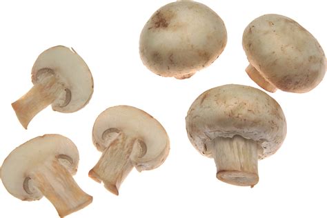 Mushroom HD PNG Transparent Mushroom HD.PNG Images. | PlusPNG