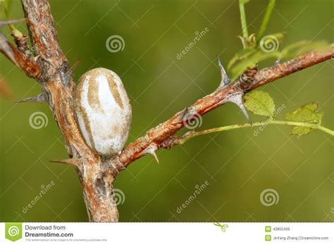 Insect pupa stock image. Image of flavescens, chrysalis - 43855409