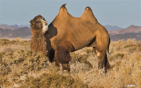 Rare animals in the Gobi desert — Mongolia Tours & Travels 2021/2022