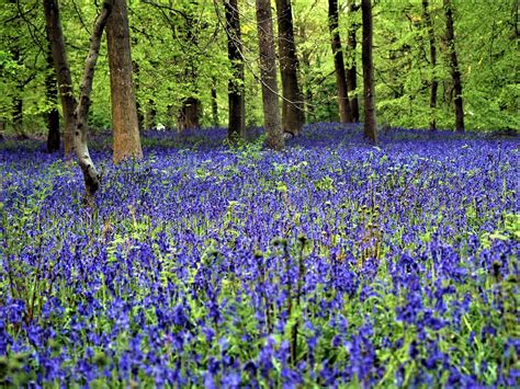 The bluebells of Belgium's Blue Forest