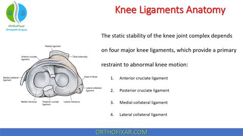 Knee Ligaments Anatomy | OrthoFixar 2024