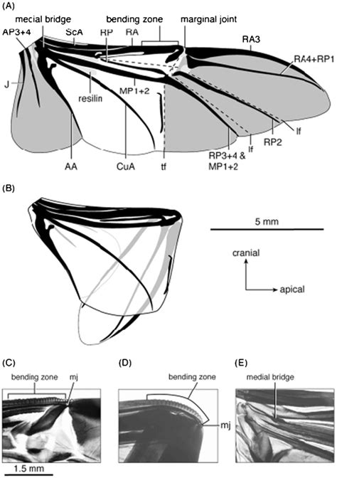 Structure and mechanical properties of beetle wings: a review | Beetle ...