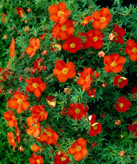 Potentilla varieties: 15 pretty types to take your pick from | Gardeningetc