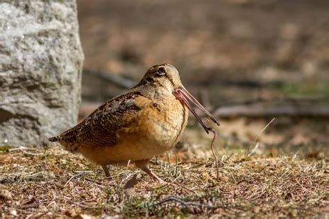 The Woodcock Sky Dance | Mass Audubon – Your Great Outdoors