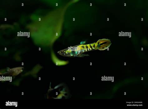 Endler's guppy (Poecilia wingei) Tiger male in aquarium. Breeding form ...