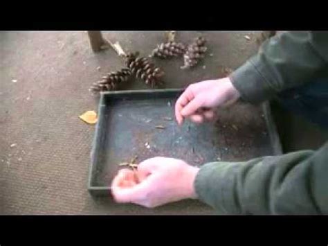 Where to Find and How to Plant Pine Tree Seeds - YouTube