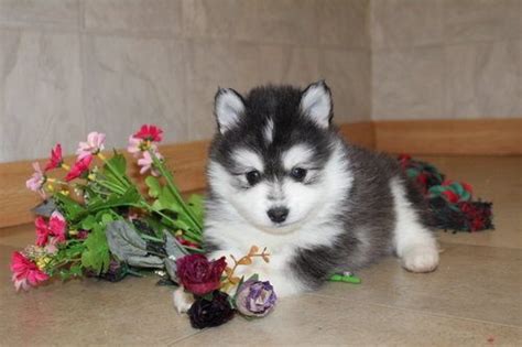 American Pomsky Puppies for Adoption