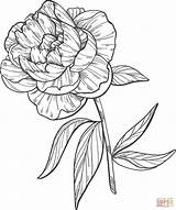 Coloring Peonies Pages sketch template