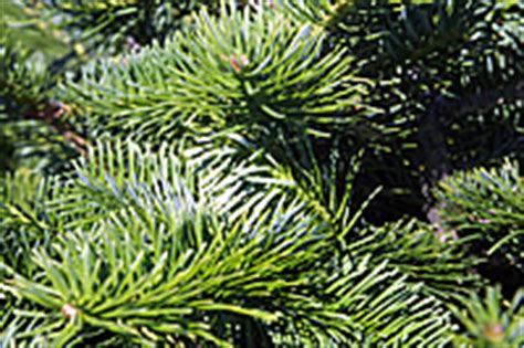 Canaan Fir - Abies balsamea var. phanerolepis