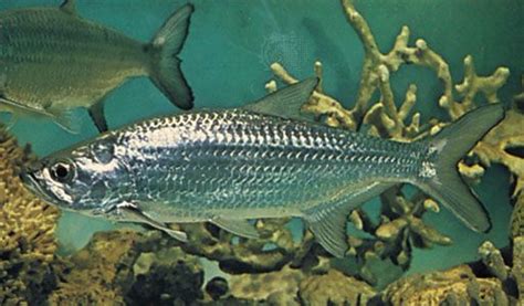 Tarpon | Saltwater, Gamefish, Angling | Britannica