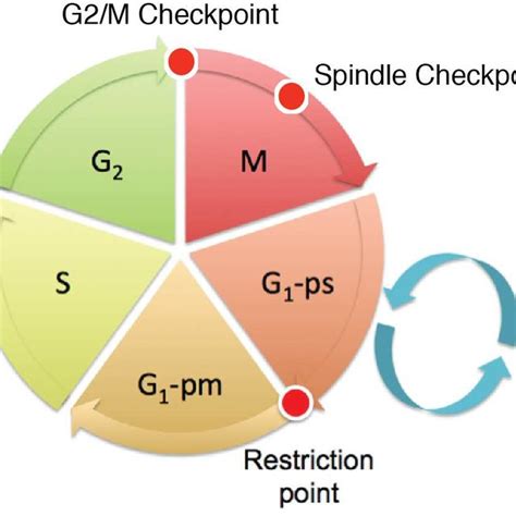 1: The mammalian cell cycle. A new cell cycle begins immediately after... | Download Scientific ...