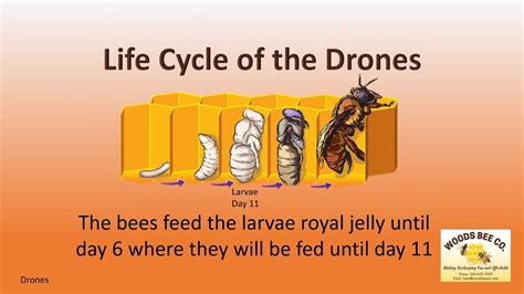 Drone Honey Bees