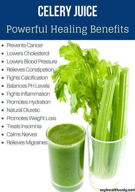 8 Powerful Health Benefits of Celery - My Health Only