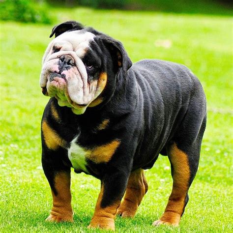 English Bulldog | English bulldog puppies, Bulldog puppies, Dog breeds