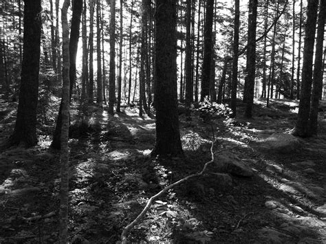 Black and White Forest Wallpaper - WallpaperSafari