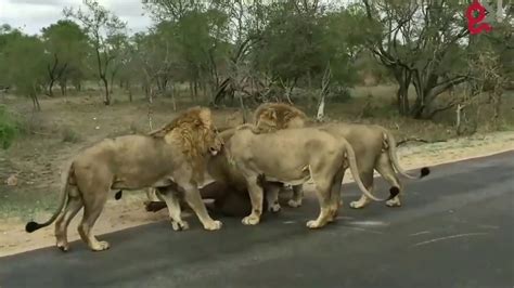 Lion Pack hunt down Buffalo- Just metres from tourist - YouTube