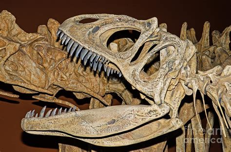 Saurophaganax Dinosaur Skull Fossil Photograph by Millard H Sharp