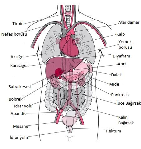 İnsan Vücudu Anatomisi – İnsan Vücudu Resimleri