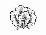 Lettuce Coloring Fun For Kids  Page sketch template