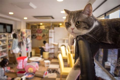 Tokyo cat cafe: weird cafes in Japan