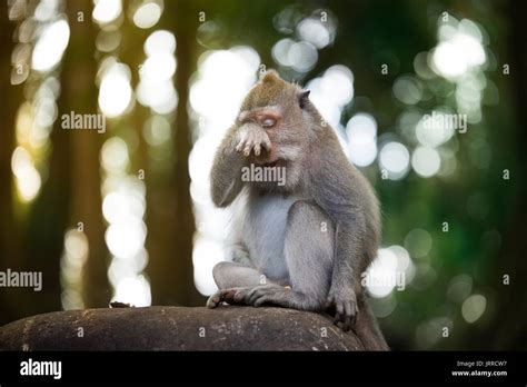 Monkey crying hi-res stock photography and images - Alamy