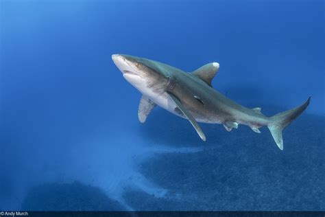 Photographing Oceanic Whitetip Sharks