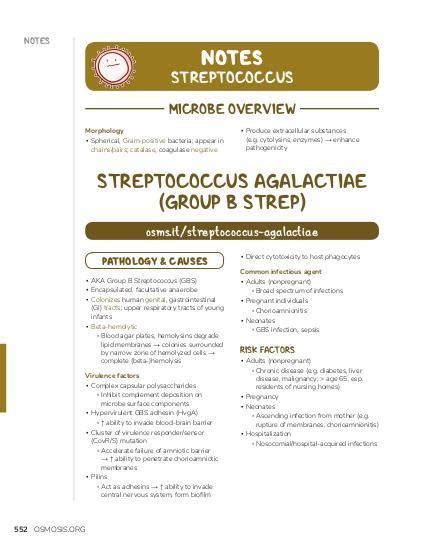 Streptococcus viridans: Video, Causes, & Meaning | Osmosis