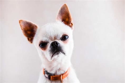 PHOTO: Angry chihuahua - Gorodprizrak