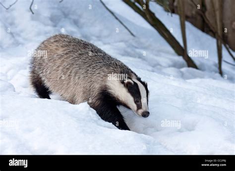 European badger in snow (Meles meles Stock Photo: 41858002 - Alamy