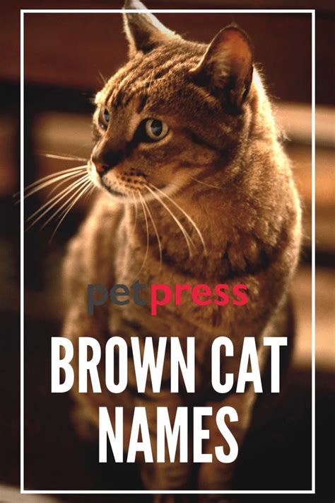 100+ Brown Cat Names - Best Name Ideas for a Brown Kitten