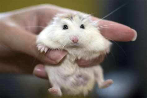 Roborovski Dwarf Hamster Breeding Information