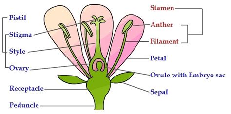 show the parts of hibiscus plant . - Brainly.in