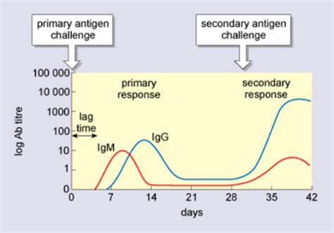 COVID-19: Immunology, vaccines and epidemiology: Week 2: 2 | OpenLearn - Open University