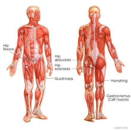 Abdomen And Groin Muscle