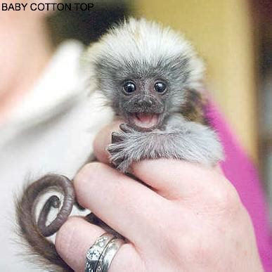 Baby Cotton Top Tamarins and Geoffrey Marmosets | Pygmy marmoset, Cute ...