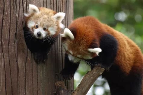 Red Panda hugs her cub tightly in cute photos - Mirror Online