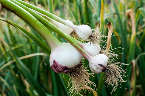 Chinese Garlic Rebounds in the Export Market While Carrying Risks - Tridge