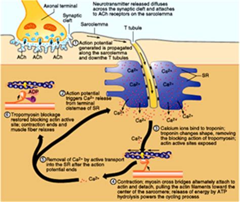 Steps Of Muscle Contraction Diagram