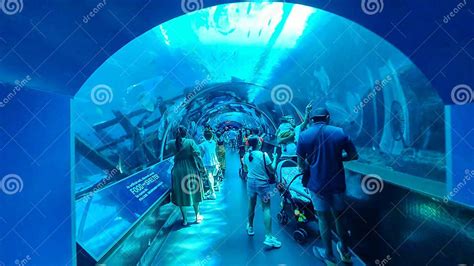 Tourists Inside the Glass Tunnel of S.E.a. Aquarium in Sentosa Island, Singapore. Editorial ...