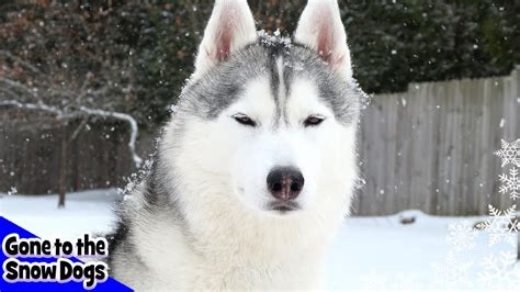 Huskies Playing in the Snow | Husky Snow Day - YouTube