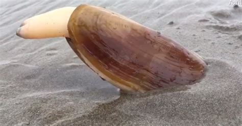 Clam Uses Its Foot To Dig Into The Sand In Absolutely Fascinating Video - The Earth Site News