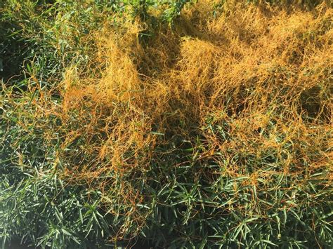 Successful Gardening: Diane's Plant of the Week: Dodder