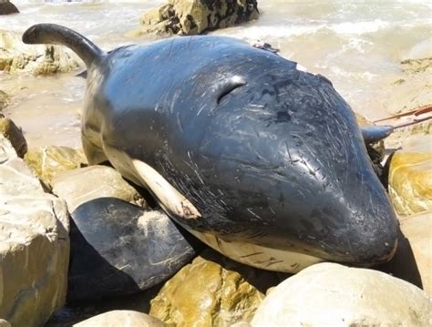 This beached orca died with a stomach full of garbage