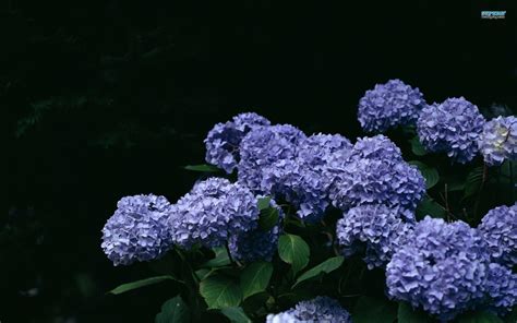 Hydrangea Wallpapers - Wallpaper Cave